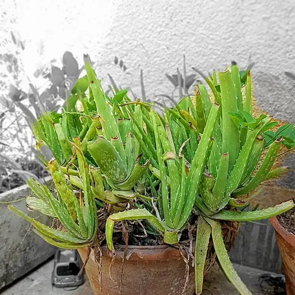 do aloe vera plants need sun