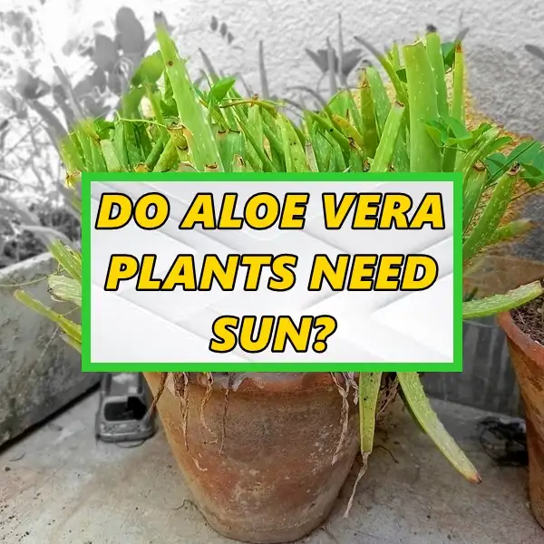 do aloe vera plants need sun