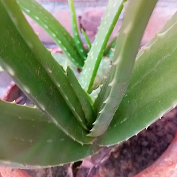 do aloe vera plants need sunlight