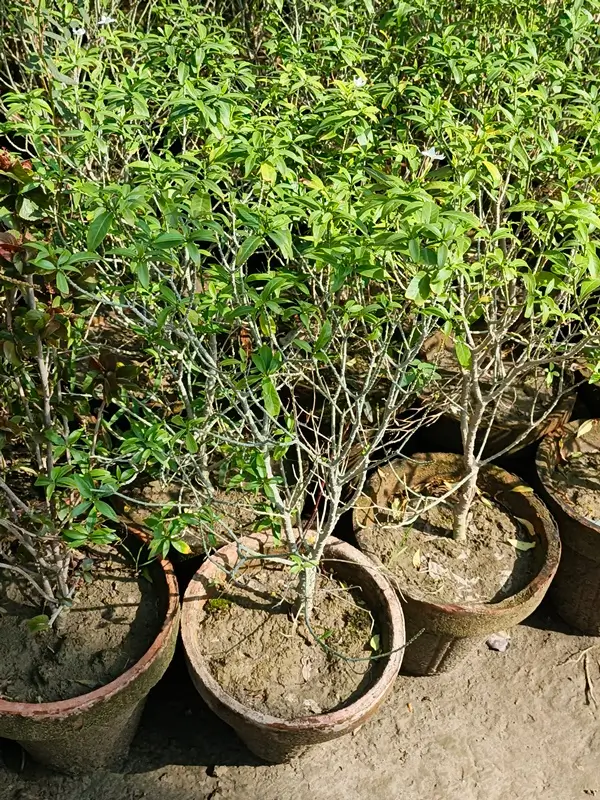 do basil plants need full sun