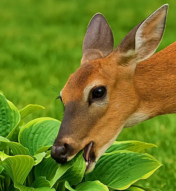 do deer eat hostas