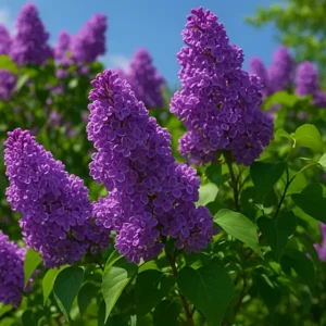 do lilacs need full sun, partial shade or full shade to grow