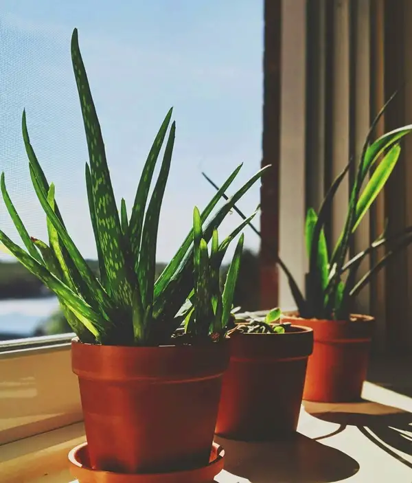 do snake plants need sunlight