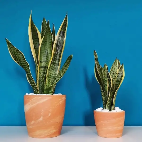 do snake plants need water