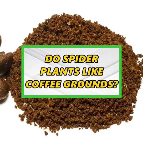 do spider plants like coffee grounds – benefits, risks, and expert tips