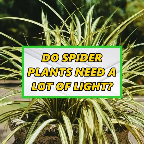 do spider plants need a lot of light – best light guide