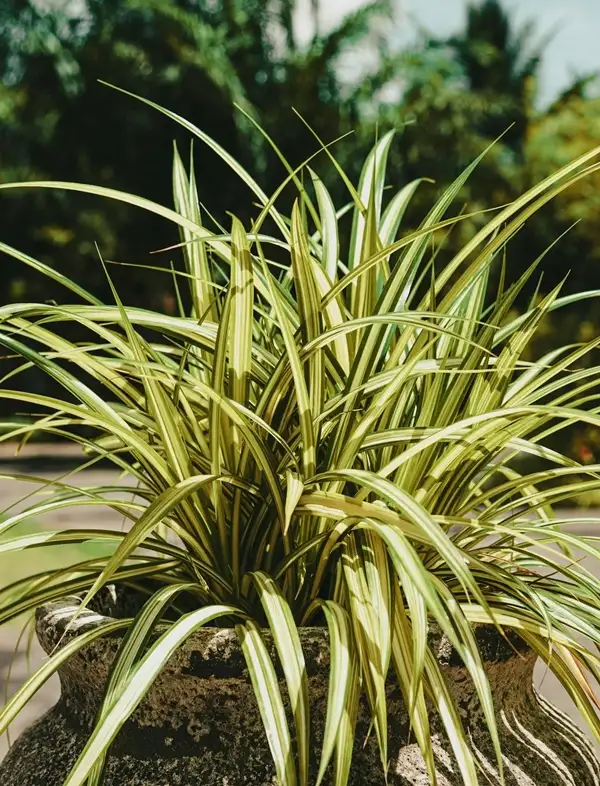 do spider plants need a lot of light