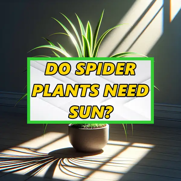 do spider plants need sun – accurate sunlight requirements