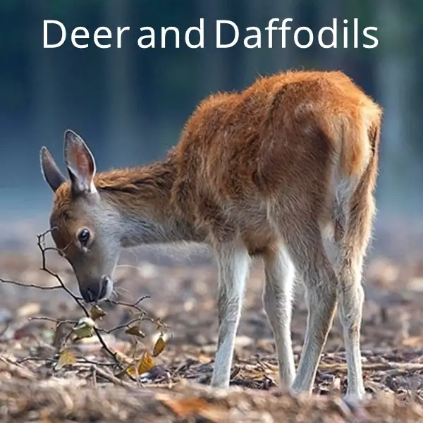 does a deer eat daffodil flower