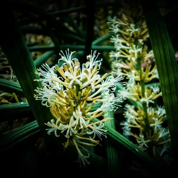 does a snake plant flower