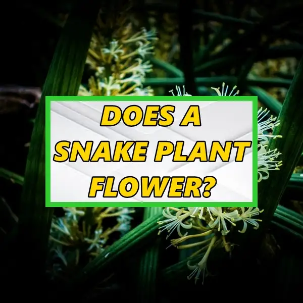 does a snake plant flower