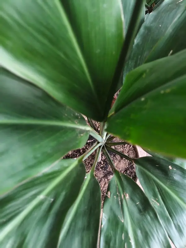 Healthy Dracaena Plant - Step by Step Dracaena Propagation Guide