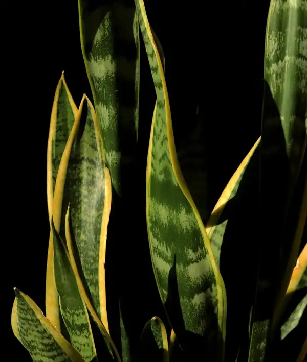 dracaena trifasciata succulent