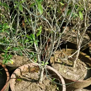 why is my basil plant dying during its natural life cycle