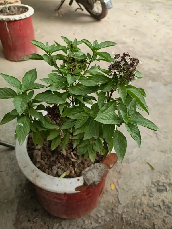 why is my basil plant dying during its natural life cycle?