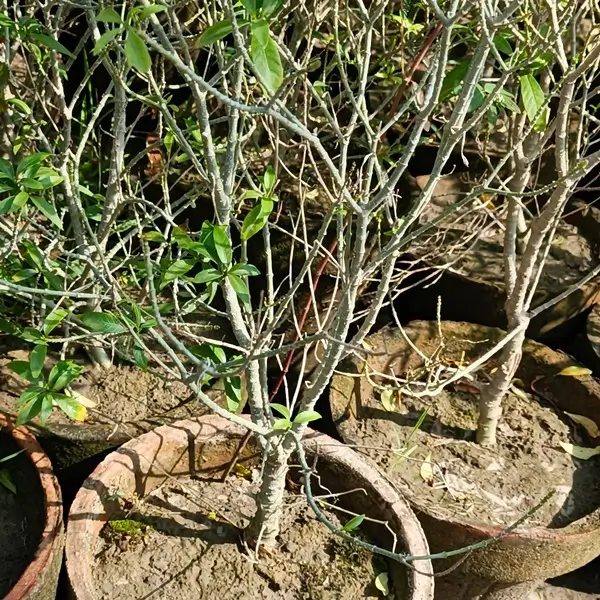 why is my basil plant dying during its natural life cycle