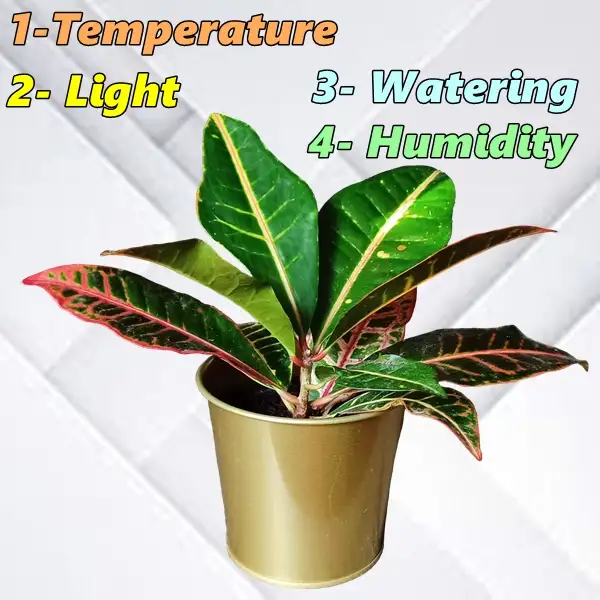 essential conditions for growing a croton plant