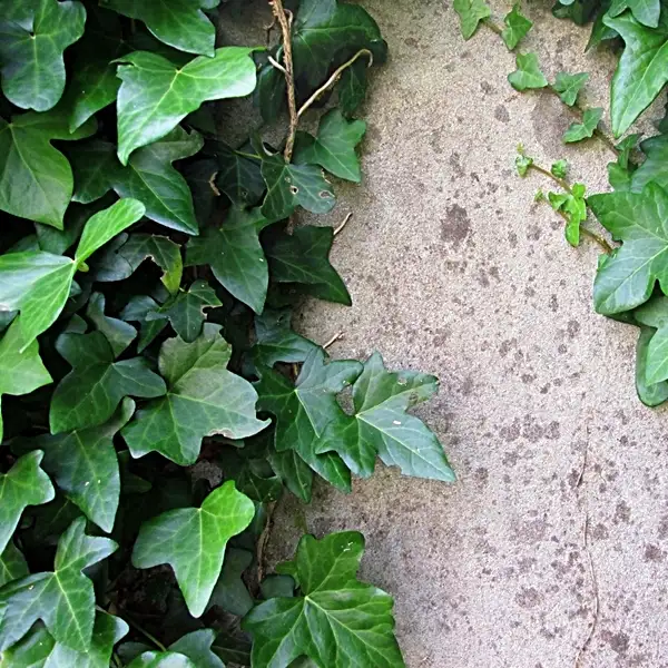 expert tips and ultimate guide to grow english ivy in home garden or outdoors