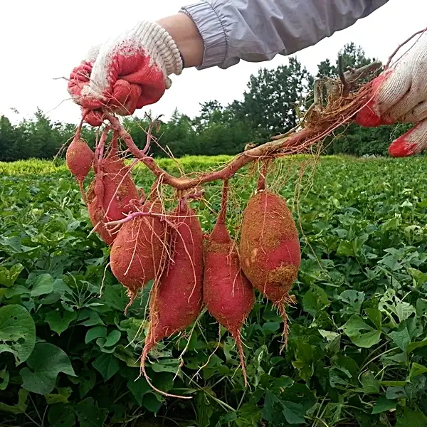 expert tips for planting sweet potatoes - vegetable gardening guide