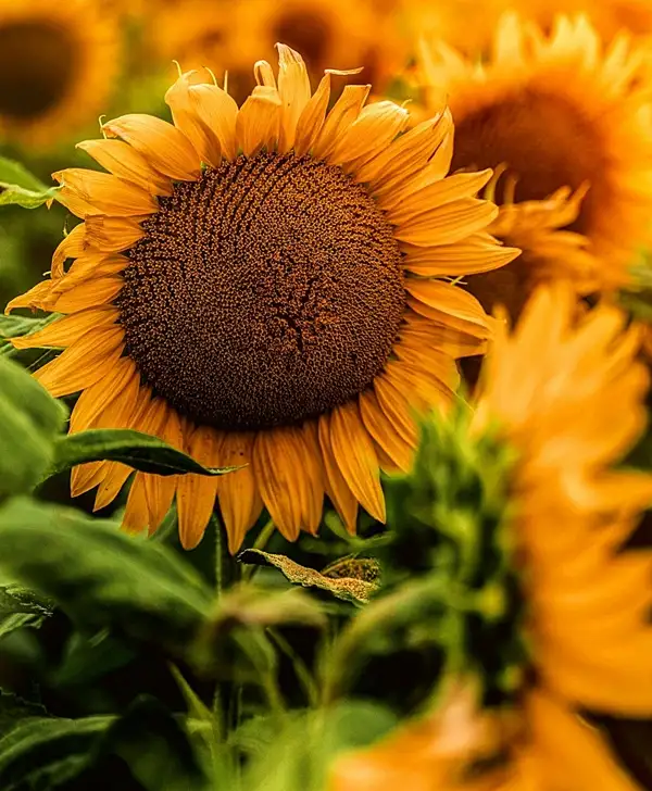 expert tips to grow and plant sunflowers