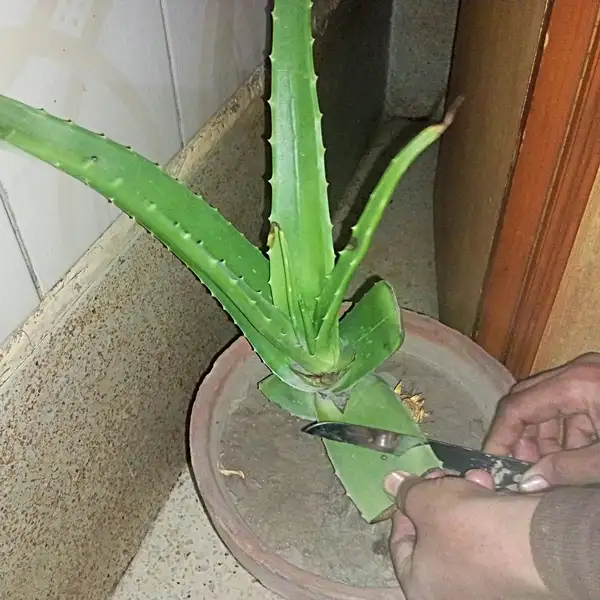 extracting get from aloe vera plant