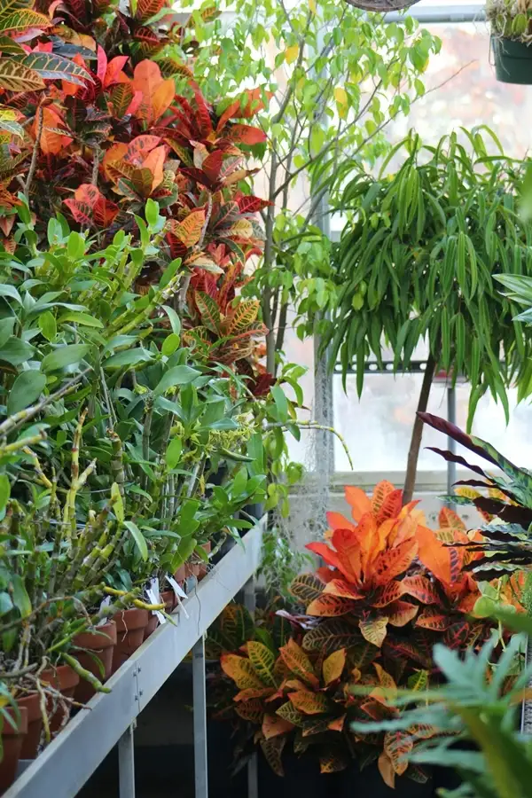 factors influencing the height of a croton plant