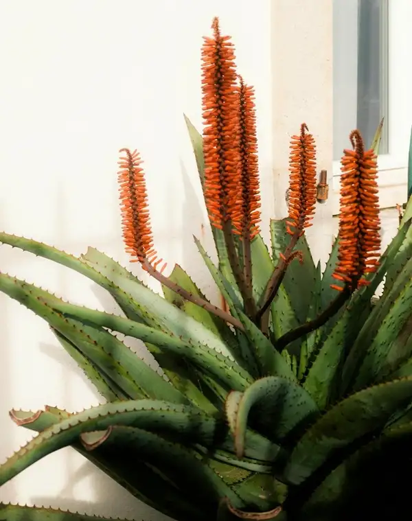 flower on aloe vera plant