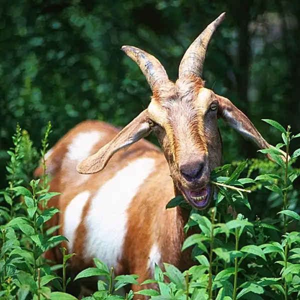 goat eating ivy, vines and grass