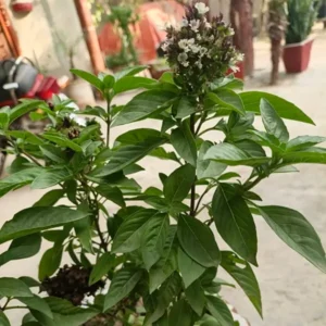 how to grow basil