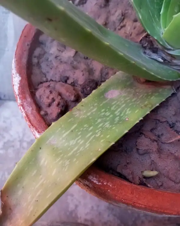 grow aloe vera plant