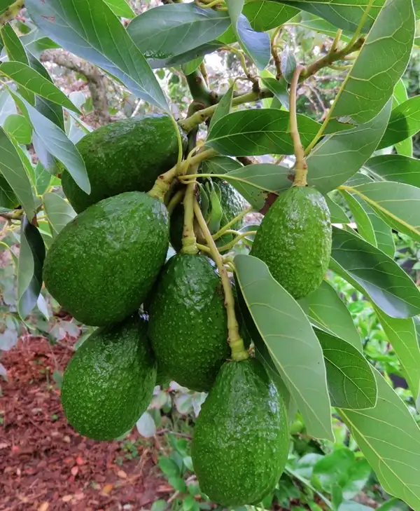 grow an avocado tree