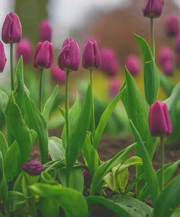 grow tulips guide
