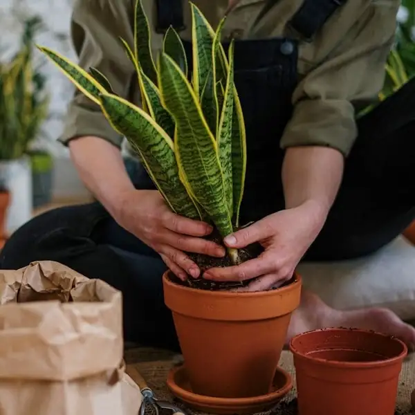 growing and caring for snake plants