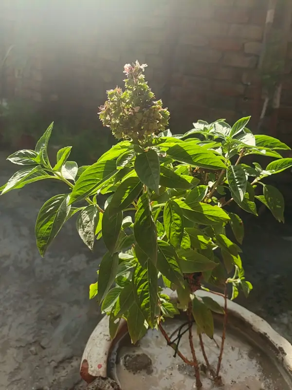 growing outdoor basil plants in sunny garden spot