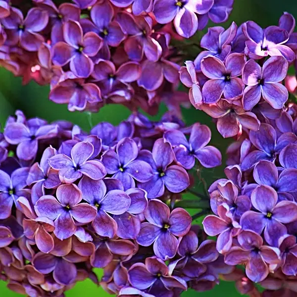 growing lilacs and shrubs
