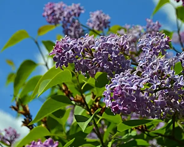 growing lilacs in your garden