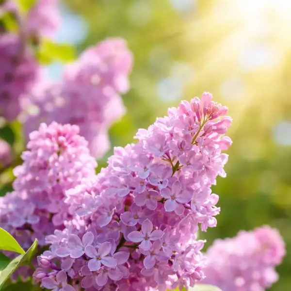 growing lilacs (syringa) in your garden