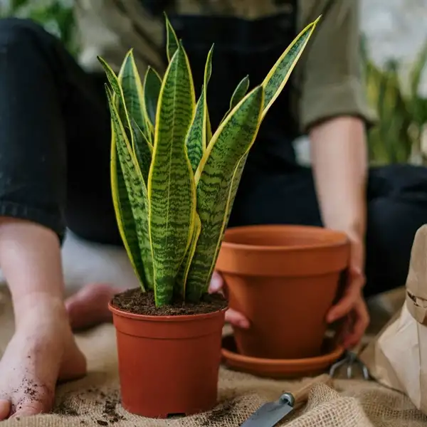 growing snake plant as a succulent at home