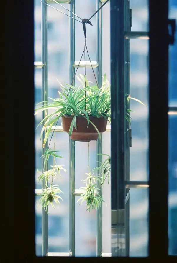 growing spider plants in water