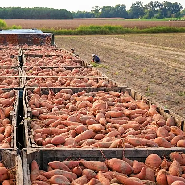 growing sweet potatoes and best companions - crop rotation with sweet potatoes