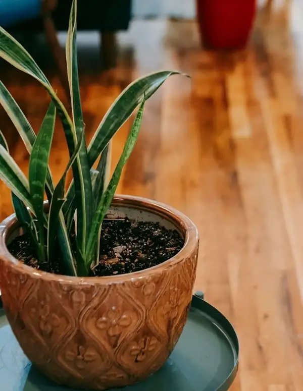 growth of snake plants