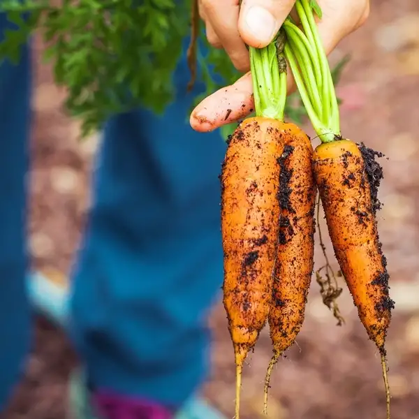 harvesting carrots at home