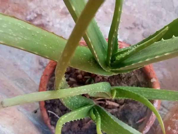 healthy aloe vera plant potted in a pot