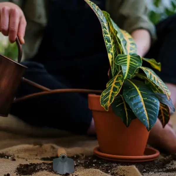 healthy growth of your planted croton cuttings