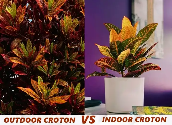 height comparison indoor crotons vs outdoot crotons