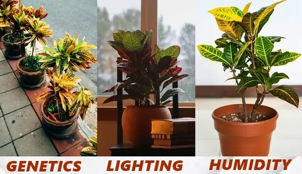 height of crotons guide
