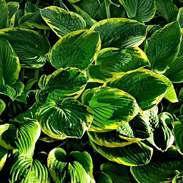hosta plant season and soil guide