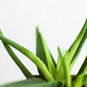 how big can aloe vera plants get