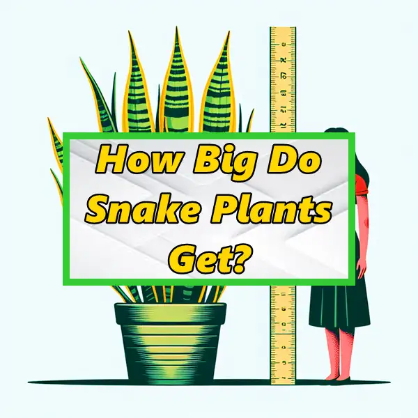 how big do snake plants get