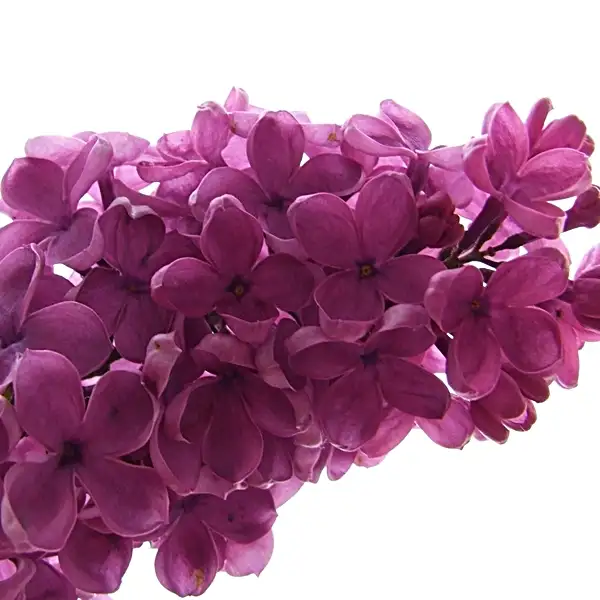 how big does a lilac bush get - lilac shrub height